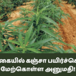 இலங்கையில் கஞ்சா பயிர்ச்செய்கை மேற்கொள்ள அனுமதி!